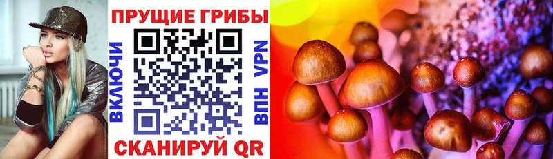 Галлюциногенные грибы Psilocybe  blacksprut как войти  Шали 